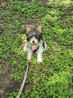 Maverick , a male Yorkshire Terrier for sale in Carnesville, GA – 4 of 4