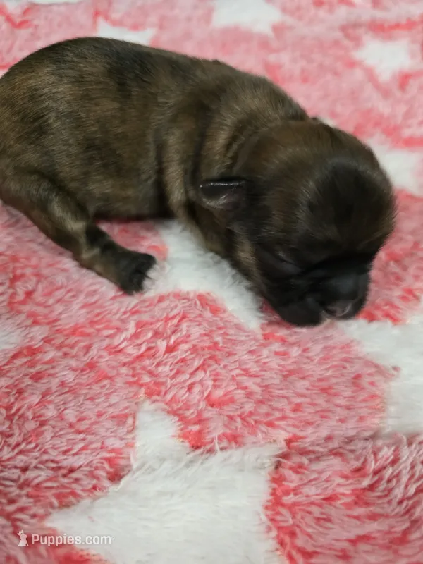Brindle  – Shih Tzu puppy for sale in Carnesville, GA
