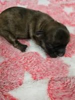 Brindle , a female Shih Tzu for sale in Carnesville, GA – 1 of 3