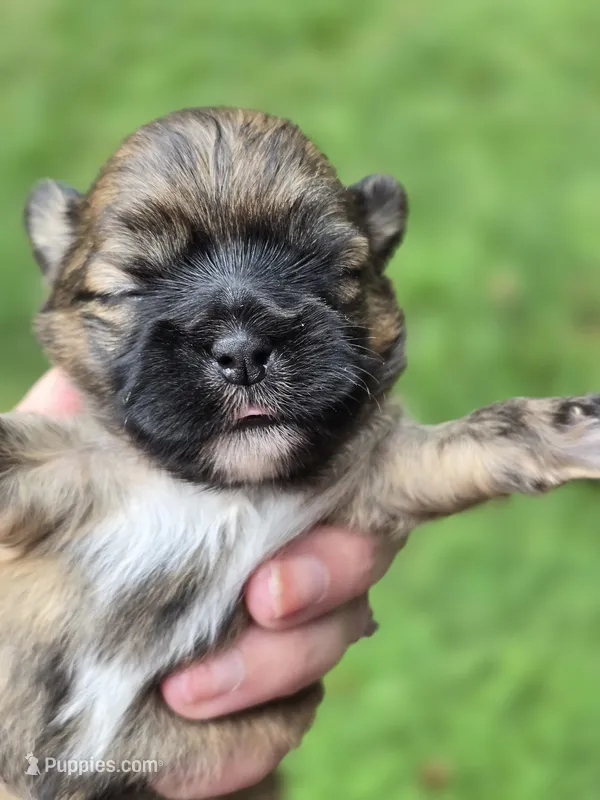 Brindle  – Shih Tzu puppy for sale in Carnesville, GA