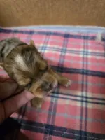 Molly, a female Yorkshire Terrier for sale in Carnesville, GA – 2 of 8