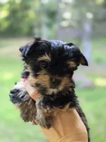 Chewy, a male Yorkshire Terrier for sale in Carnesville, GA – 1 of 3