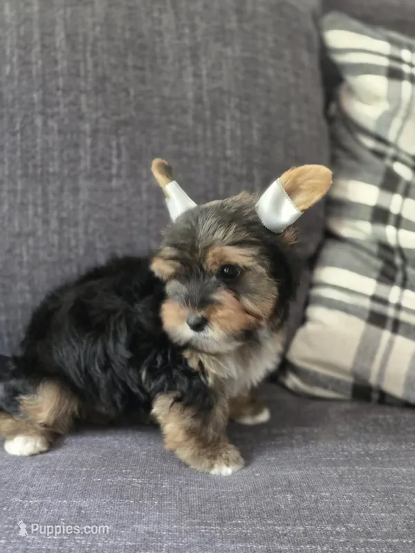 Teddy  – Yorkshire Terrier puppy for sale in Carnesville, GA