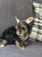 Teddy , a male Yorkshire Terrier for sale in Carnesville, GA – 1 of 5