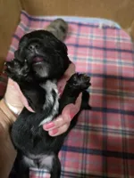Pepe' le pew, a male Yorkshire Terrier for sale in Carnesville, GA – 3 of 8