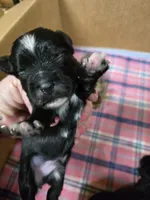 Pepe' le pew, a male Yorkshire Terrier for sale in Carnesville, GA – 5 of 8