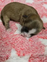 Reds, a female Shih Tzu for sale in Carnesville, GA – 4 of 4
