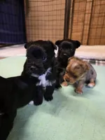 Black Jack, a male Yorkshire Terrier for sale in Carnesville, GA – 4 of 8