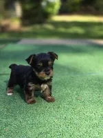 Nugget , a male Yorkshire Terrier for sale in Carnesville, GA – 7 of 7