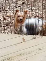 Oakley , a male Yorkshire Terrier for sale in Carnesville, GA – 4 of 5