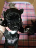 Pepe' le pew, a male Yorkshire Terrier for sale in Carnesville, GA – 2 of 8