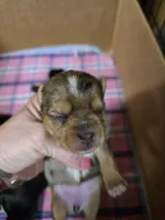 Molly, a female Yorkshire Terrier for sale in Carnesville, GA – 4 of 8