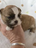 Petunia , a female Shih Tzu for sale in Carnesville, GA – 2 of 3