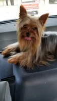 Nugget , a male Yorkshire Terrier for sale in Carnesville, GA – 6 of 7