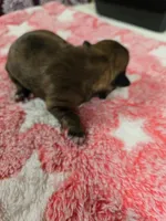 Brindle , a female Shih Tzu for sale in Carnesville, GA – 2 of 3