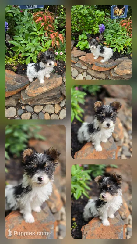 Rowdy – Yorkshire Terrier puppy for sale in Carnesville, GA