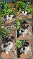 Rowdy, a male Yorkshire Terrier for sale in Carnesville, GA – 1 of 5