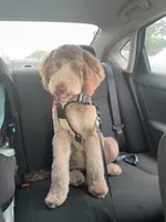 Astro, a male Golden Mountain Doodle for sale in Houston, TX – Photo 2 of 3