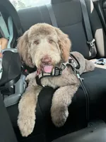 Astro, a male Golden Mountain Doodle for sale in Houston, TX – Photo 3 of 3