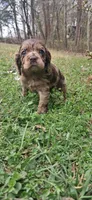 Boo, a female Cocker Spaniel for sale in Texas, TX – Photo 2 of 2