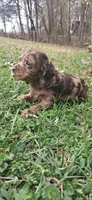 Boo, a female Cocker Spaniel for sale in Texas, TX – Photo 1 of 2