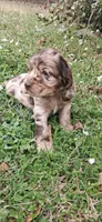 Ann, a female Cocker Spaniel for sale in Texas, TX – Photo 1 of 2