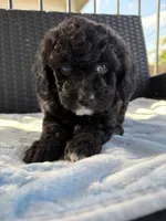 Wemby , a male Miniature Aussiedoodle for sale in Horseshoe Bay, TX – 7 of 7