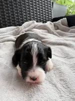 Lady, a female Miniature Aussiedoodle for sale in Horseshoe Bay, TX – 6 of 6
