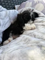 Lady, a female Miniature Aussiedoodle for sale in Horseshoe Bay, TX – 4 of 7