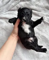 Wemby , a male Miniature Aussiedoodle for sale in Horseshoe Bay, TX – 6 of 7