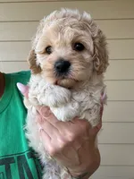 Gemma, a female Cockapoo for sale in Horseshoe Bay, TX – 3 of 6