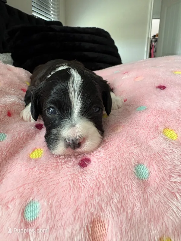 Lady – Miniature Aussiedoodle puppy for sale in Horseshoe Bay, TX