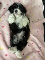 Lady, a female Miniature Aussiedoodle for sale in Horseshoe Bay, TX – 3 of 7