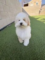 Charlie , a male Cockapoo for sale in Horseshoe Bay, TX – Photo 7 of 7