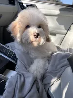 Charlie , a male Cockapoo for sale in Horseshoe Bay, TX – Photo 5 of 7