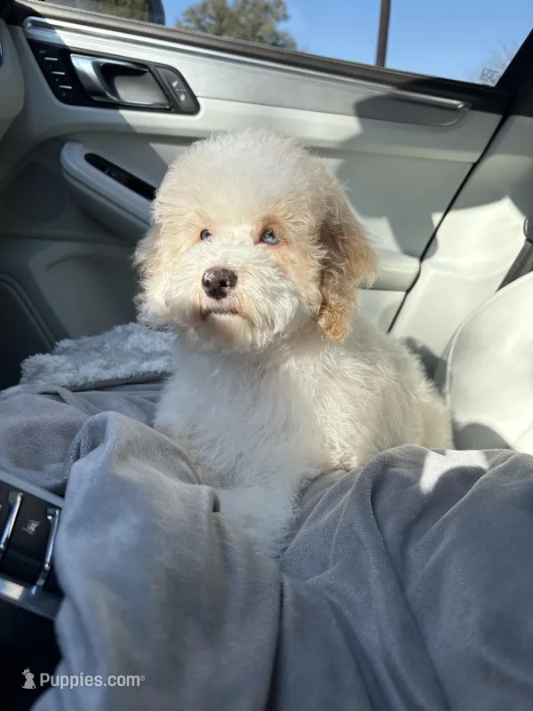 Charlie , a male Cockapoo for sale in Horseshoe Bay, TX – Photo 1 of 7