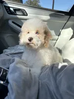 Charlie , a male Cockapoo for sale in Horseshoe Bay, TX – Photo 1 of 7