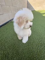 Charlie , a male Cockapoo for sale in Horseshoe Bay, TX – Photo 6 of 7