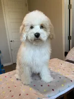 Charlie , a male Cockapoo for sale in Horseshoe Bay, TX – Photo 4 of 7