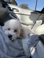 Charlie , a male Cockapoo for sale in Horseshoe Bay, TX – Photo 3 of 7