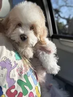 Charlie , a male Cockapoo for sale in Horseshoe Bay, TX – Photo 2 of 7