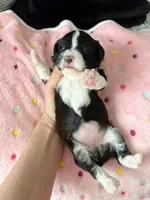 Lady, a female Miniature Aussiedoodle for sale in Horseshoe Bay, TX – 2 of 6