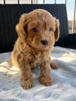 Ollie, a male Miniature Aussiedoodle for sale in Horseshoe Bay, TX – 2 of 6