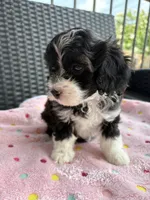 Lady, a female Miniature Aussiedoodle for sale in Horseshoe Bay, TX – 2 of 7