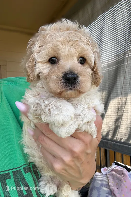 Gemma – Cockapoo puppy for sale in Horseshoe Bay, TX