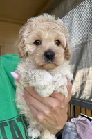 Gemma, a female Cockapoo for sale in Horseshoe Bay, TX – 1 of 6