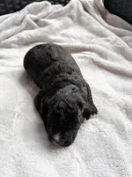 Wemby , a male Miniature Aussiedoodle for sale in Horseshoe Bay, TX – 7 of 7