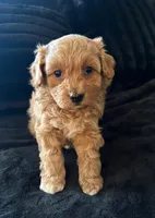 Lucy , a female Miniature Aussiedoodle for sale in Horseshoe Bay, TX – 4 of 5