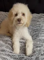 Champ, a male Cockapoo for sale in Horseshoe Bay, TX – 2 of 4