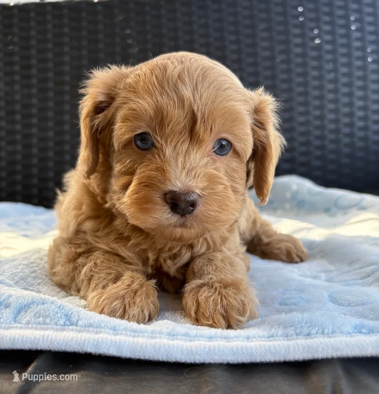 Ollie – Miniature Aussiedoodle puppy for sale in Horseshoe Bay, TX